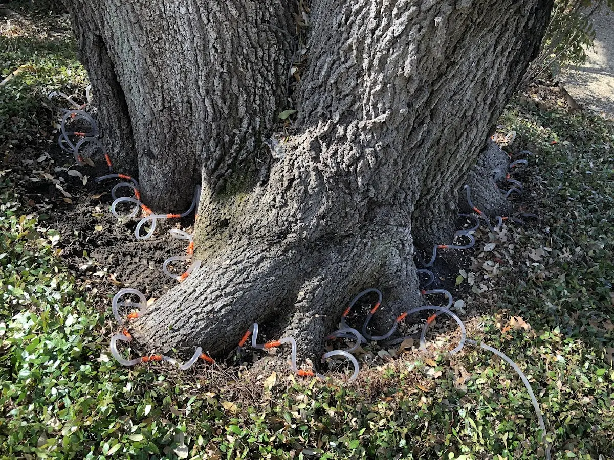 Detailed Tree Cabling and Bracing job site in Tustin