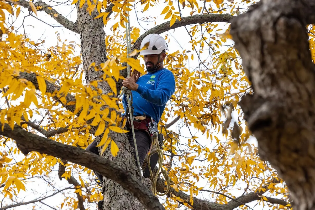 Skilled Tree Pruning crew working in Tustin